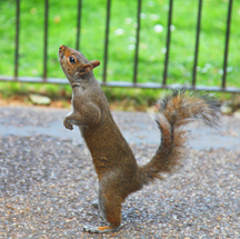 sqirrelpaws